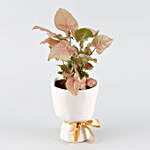 Pink Syngonium Plant White Glass Shaped Pot
