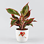 Aglaonema Plant White & Red Heart Design Pot