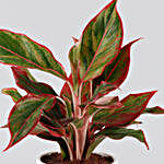 Aglaonema Plant White & Red Heart Design Pot