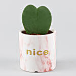 Hoya Plant Pink & White Nice Pot