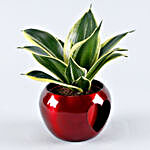 Milt Sansevieria Plant Heart Cut Metal Pot