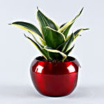 Milt Sansevieria Plant Heart Cut Metal Pot