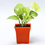 Money Plant Orange Plastic Pot