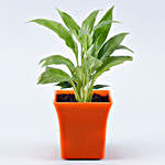 Peace Lily Plant Orange Plastic Pot