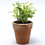 Pothos Plant Terracotta Planter