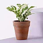 Pothos Plant Terracotta Planter