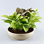 Set Of 2 Airpurifying Plants In Bowl Shaped Pots
