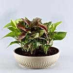 Set Of 2 Airpurifying Plants In Bowl Shaped Pots