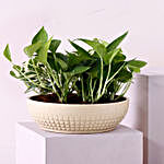 Set Of 2 Indoor Plants In Bowl Shaped Pots