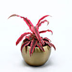 Star Plant Golden Metal Pot