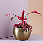 Star Plant Golden Metal Pot