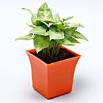 Syngonium Plant Orange Plastic Pot