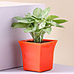 Syngonium Plant Orange Plastic Pot