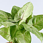 Syngonium Plant Terracotta Planter