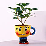 Ficus Compacta Plant Quirky Cup Shaped Pot