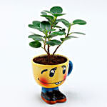 Ficus Compacta Plant Quirky Cup Shaped Pot