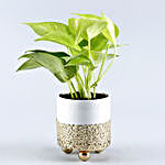 Golden Money Plant Grey & White Pot