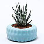 Haworthia Plant Tyre Pattern Pot