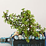 Jade Plant Blue Sapphire Bottle Planter