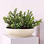 Jade Plant Bowl Shaped Pot