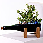 Jade Plant Champagne Bottle Planter