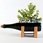 Jade Plant Champagne Bottle Planter