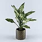 Aglaonema Green Plant Black & Golden Pot