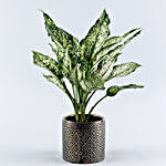 Aglaonema Green Plant Black & Golden Pot