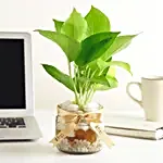 Money Plant Mason Jar Terrarium