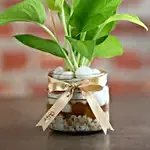 Money Plant Mason Jar Terrarium