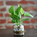 Money Plant Mason Jar Terrarium