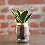 Sansevieria Plant Mason Jar Terrarium