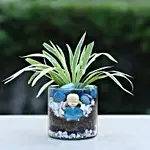 Spider Plant Cylindrical Vase Terrarium