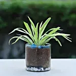 Spider Plant Cylindrical Vase Terrarium
