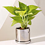 Money Plant Chrome Plated Pot With Plate