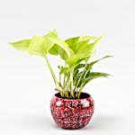 Money Plant Red & Black Texture Ceramic Pot