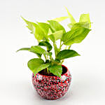 Money Plant Red & Black Texture Ceramic Pot
