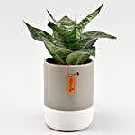Sansevieria Plant Grey & White Ceramic Pot