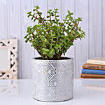 Jade Plant In Shimmery Silver Pot