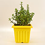 Jade Plant In Sunshine Yellow Pot