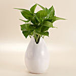 Money Plant In White Bud Pot