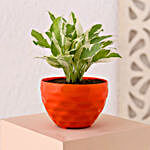 Pothos Plant In Tropical Orange Pot