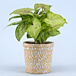 Syngonium Plant In Elegant Beige Pot