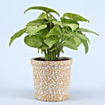 Syngonium Plant In Elegant Beige Pot