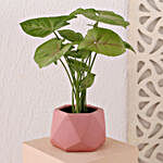 Syngonium Plant In Pink Diamond Pot