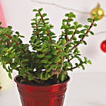 Jade Plant Festive Pot