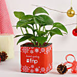 Money Plant Season's Greeting Vase
