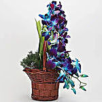 Basket of Blue Orchids & Anthuriums
