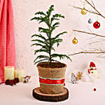 Garden Araucaria Bonsai Plant Holiday Pot