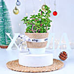 Jade Plant Winter Love Pot